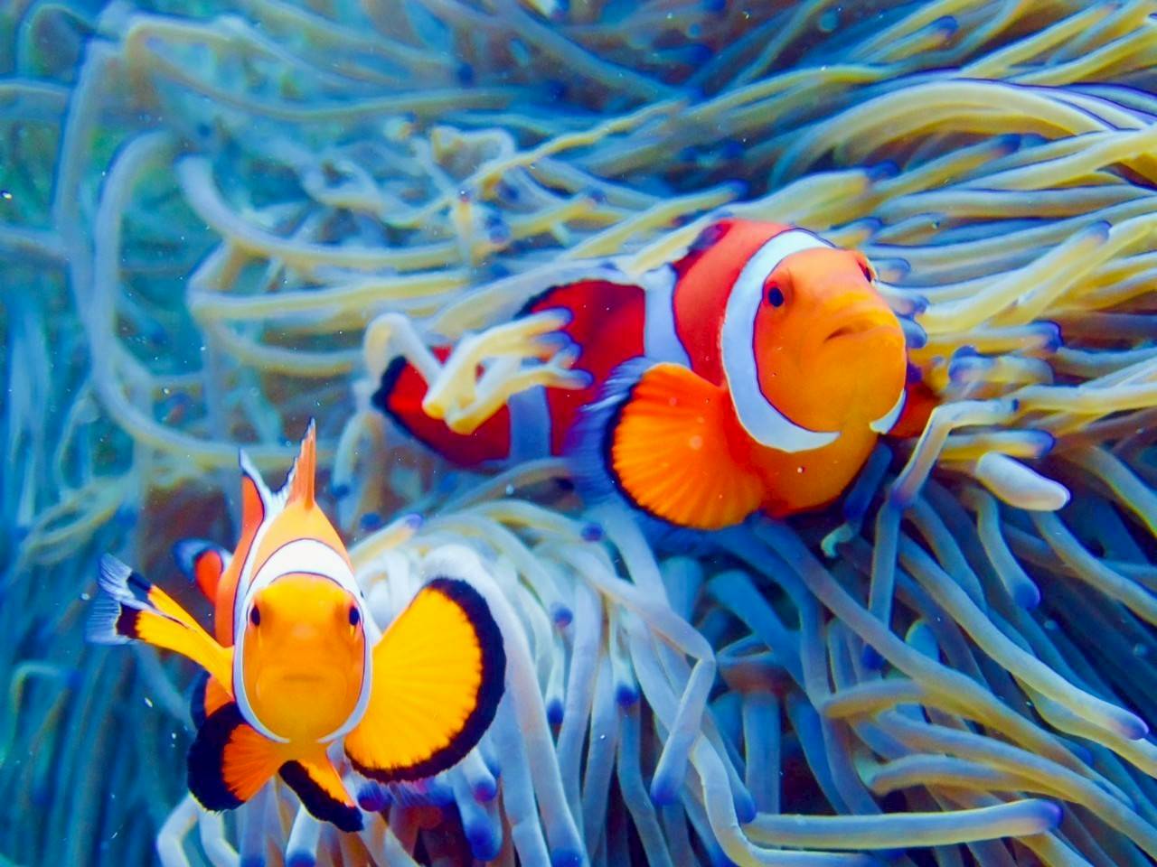 サンゴに集まる魚たち