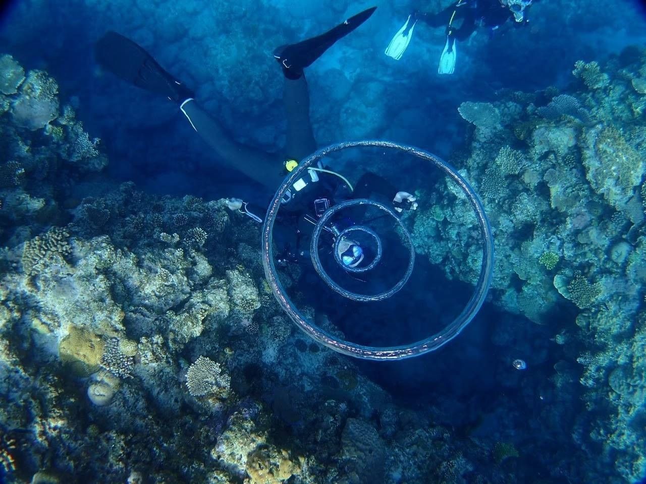 サンゴ礁の水中リングをくぐるボス