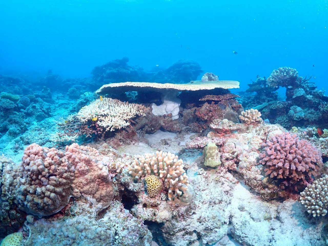 沖縄の明るい浅場に広がるサンゴ礁