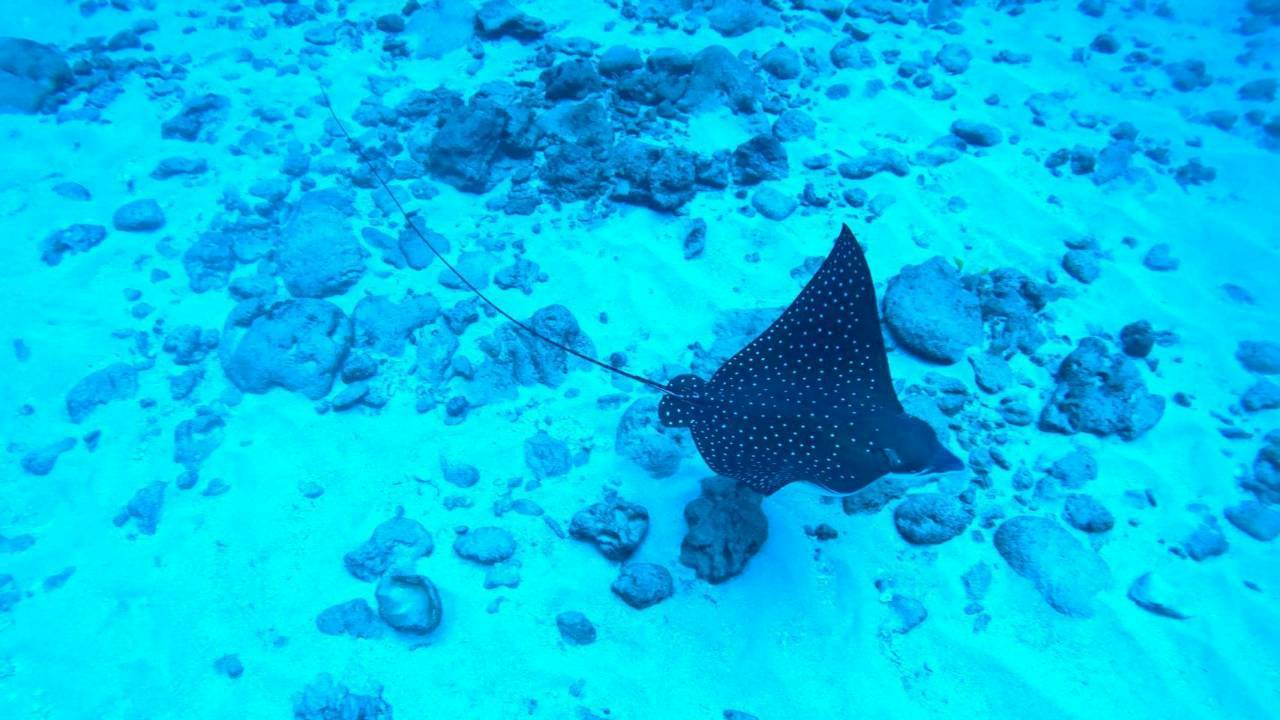 砂地の上を泳ぐマダラトビエイ