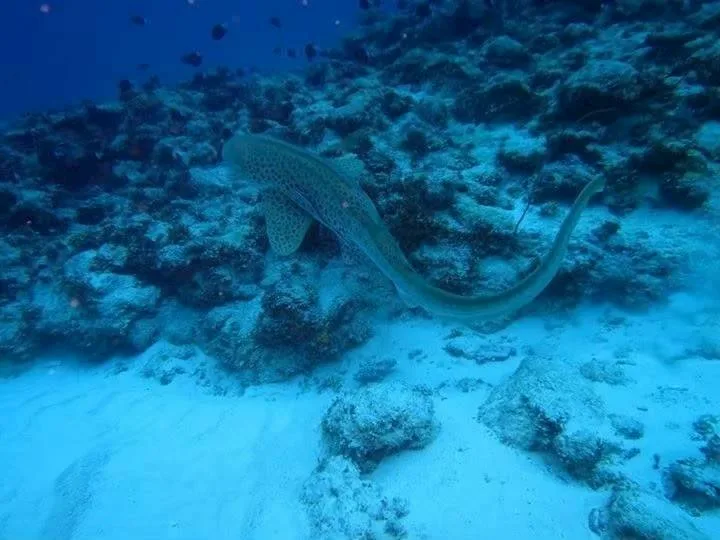 トラフザメ｜Marine Shipが沖縄の海で撮影
