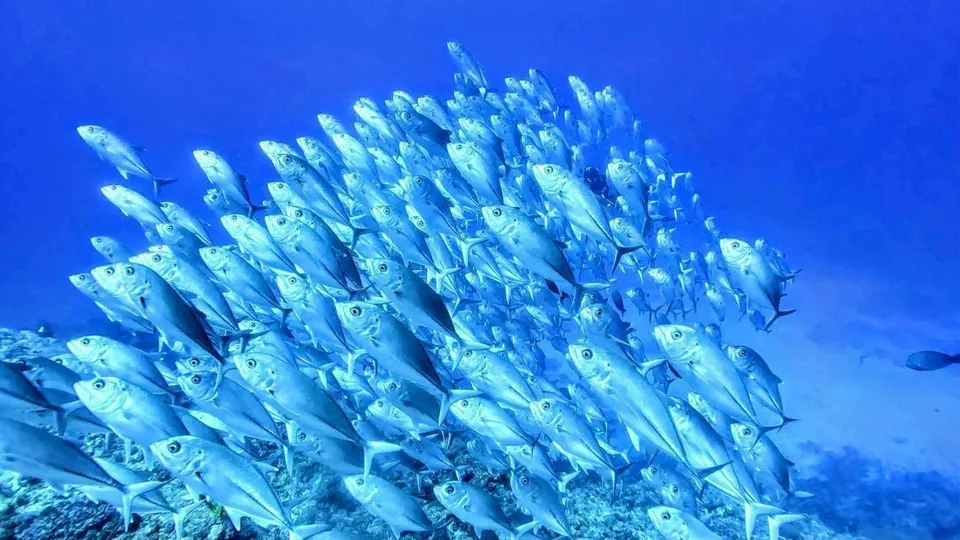 沖縄の海で出会った海の生きもの 12