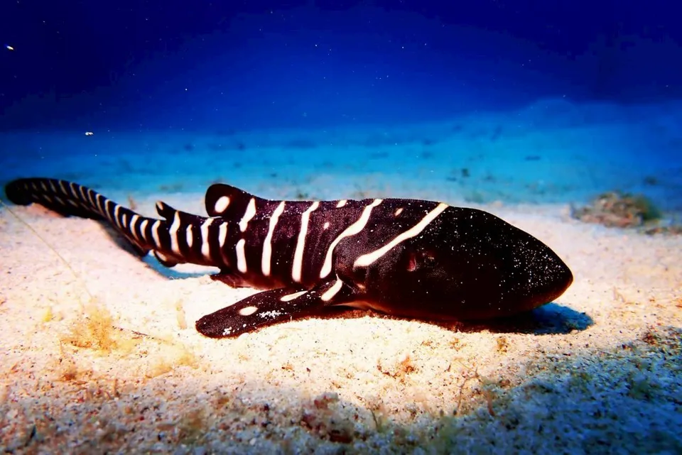 トラフザメの幼魚｜Marine Shipが沖縄の海で撮影