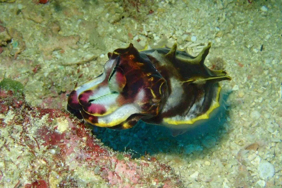 ハナイカ｜Marine Shipが沖縄の海で撮影