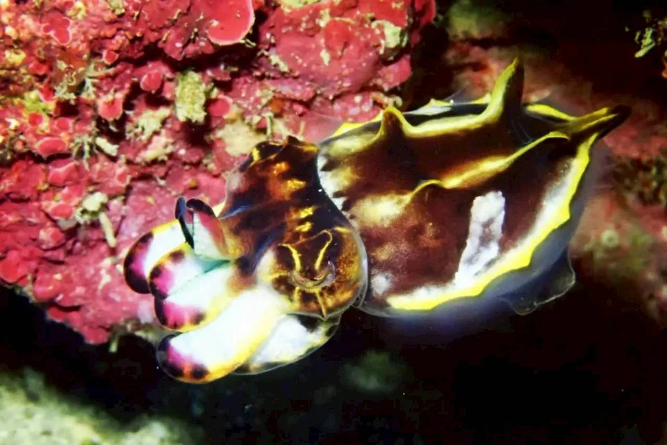 ハナイカ｜Marine Shipが沖縄の海で撮影