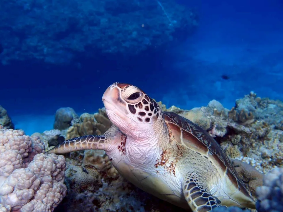 ウミガメ｜Marine Shipが沖縄の海で撮影