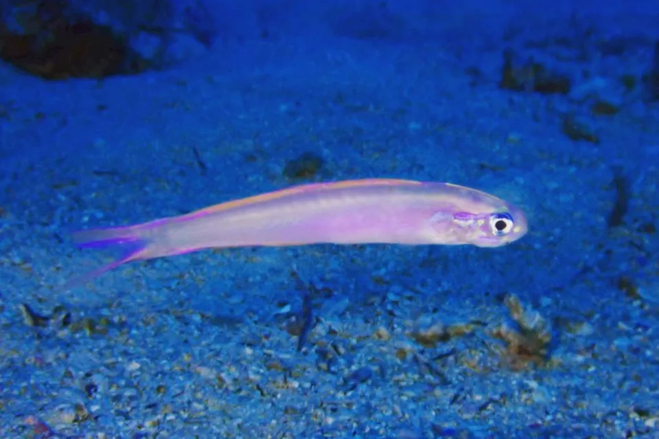 沖縄の海で出会った小さな海の生きもの 23