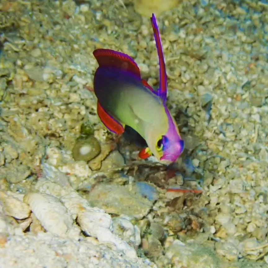 沖縄の海で出会った小さな海の生きもの 26