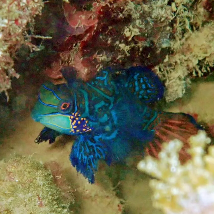 ニシキテグリ｜Marine Shipが沖縄の海で撮影