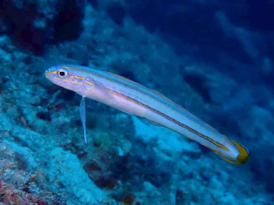 沖縄の海で出会った小さな海の生きもの 33