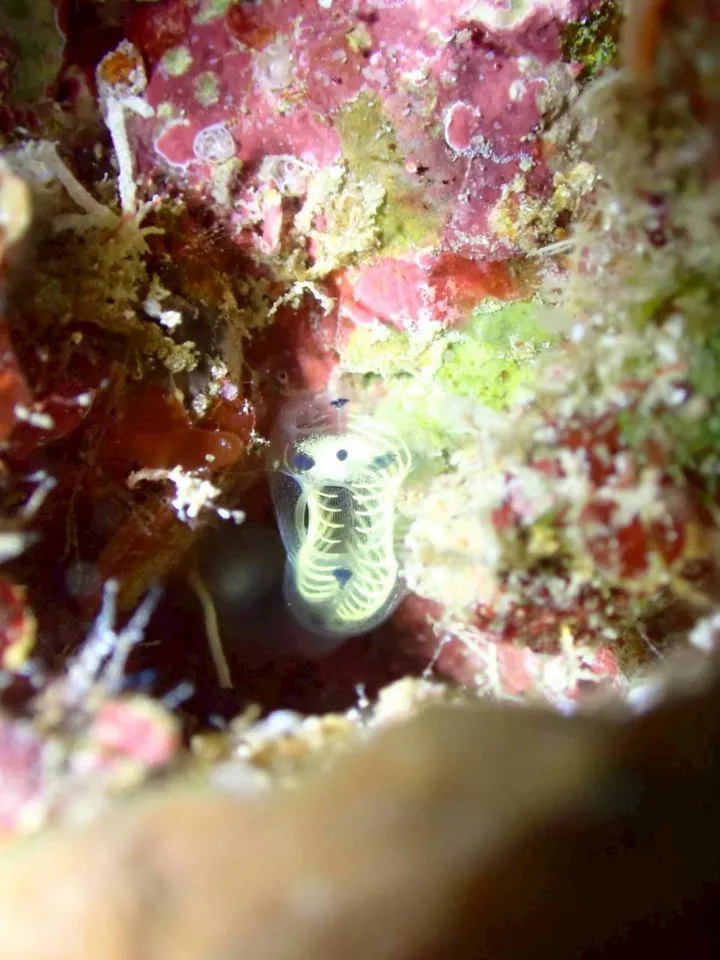 沖縄の海で出会った小さな海の生きもの 34