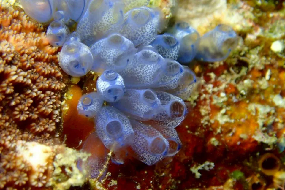 沖縄の海で出会った小さな海の生きもの 39