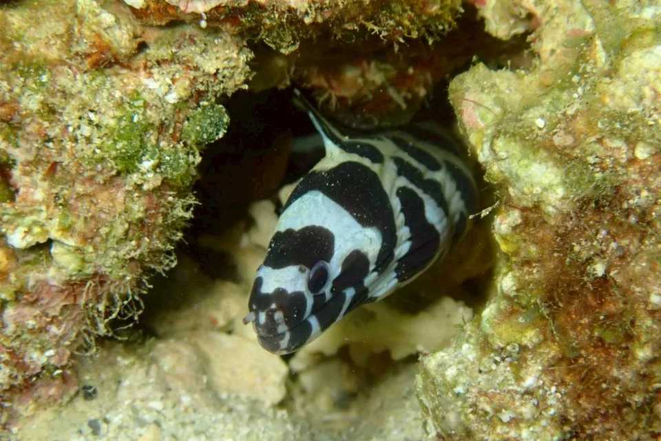沖縄の海で出会った小さな海の生きもの 4