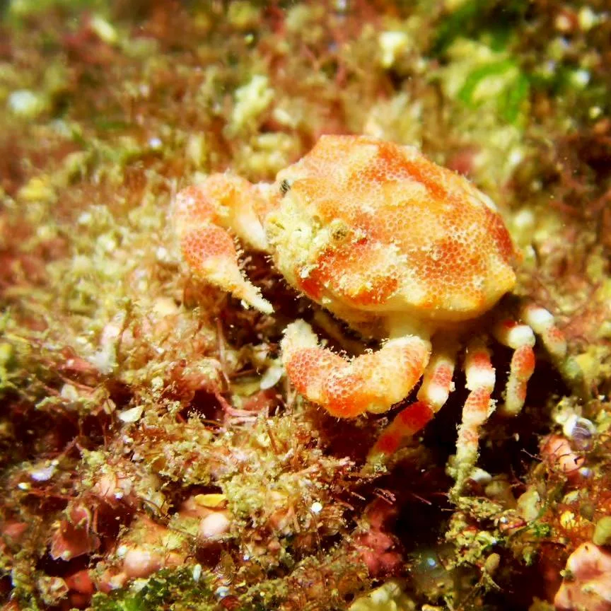 沖縄の海で出会った小さな海の生きもの 41
