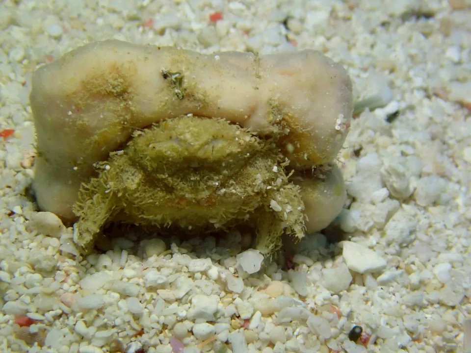 沖縄の海で出会った小さな海の生きもの 44