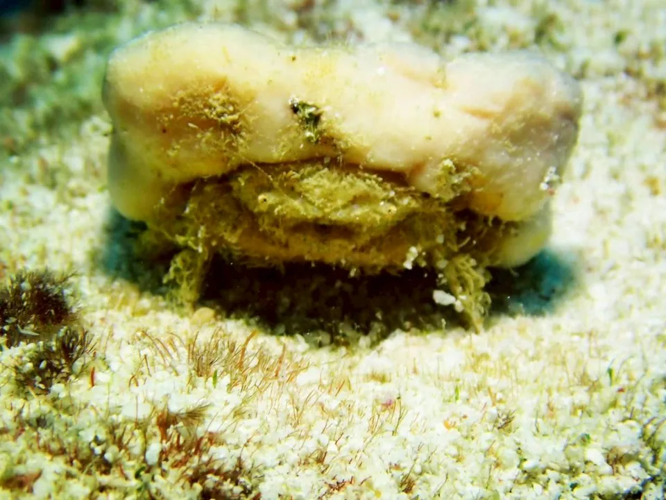 沖縄の海で出会った小さな海の生きもの 45