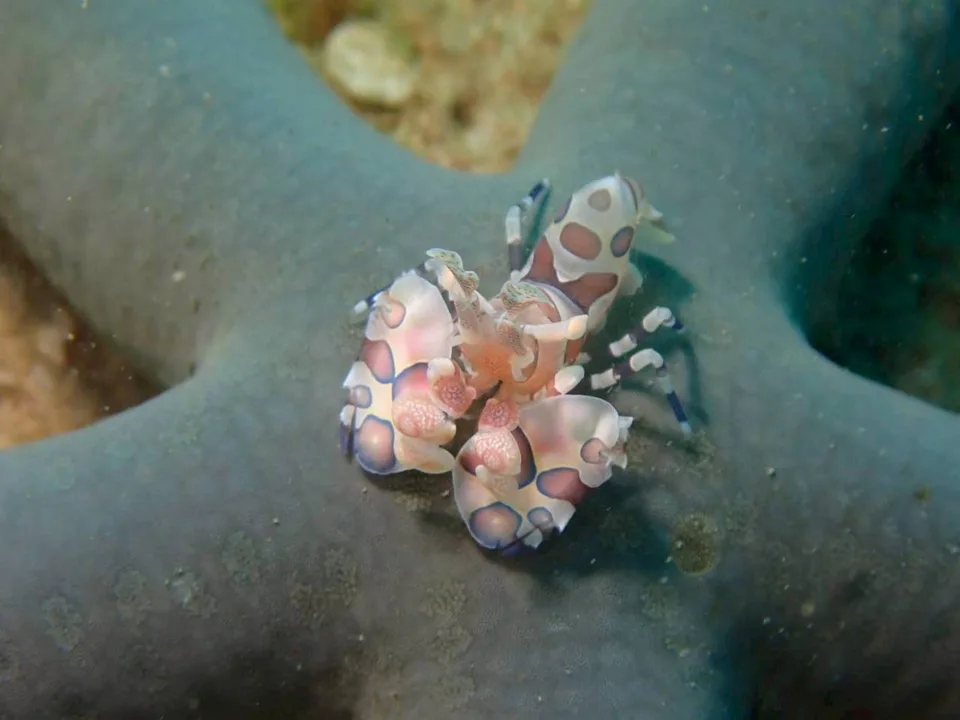 フリソデエビ｜Marine Shipが沖縄の海で撮影