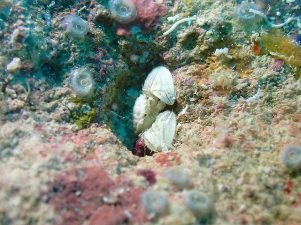 沖縄の海で出会った小さな海の生きもの 49
