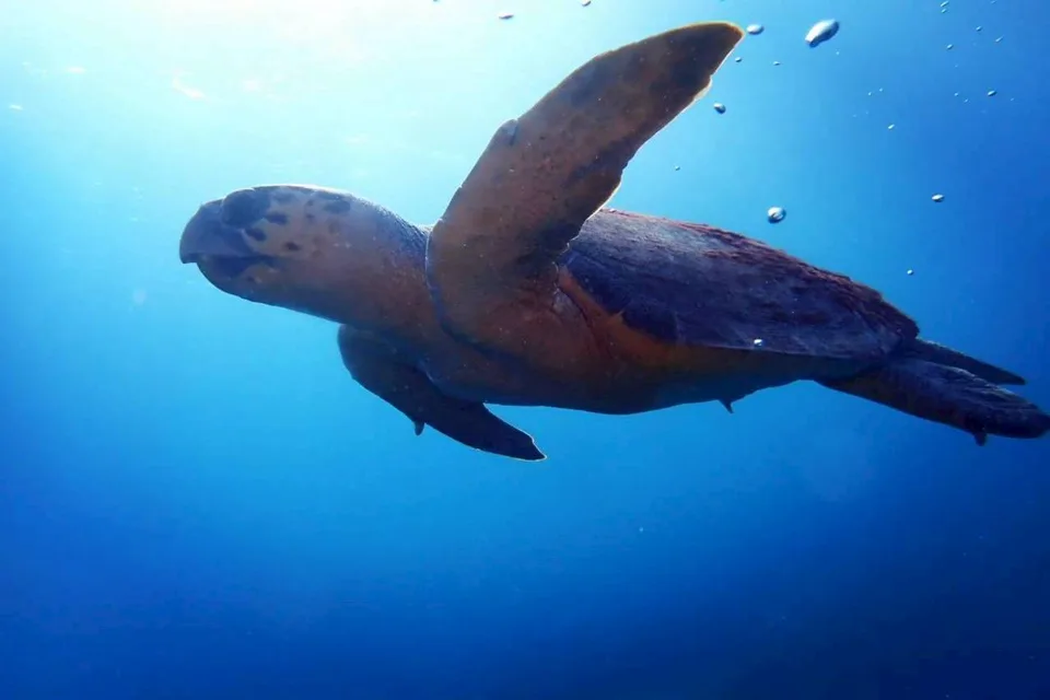 ウミガメ｜Marine Shipが沖縄の海で撮影