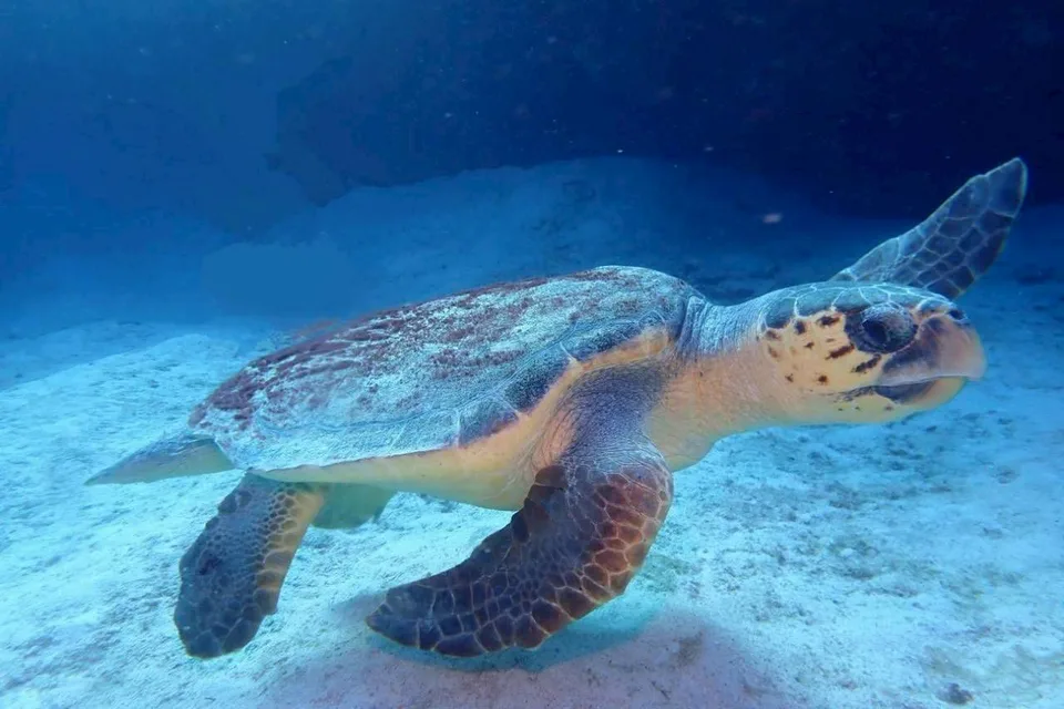 ウミガメ｜Marine Shipが沖縄の海で撮影