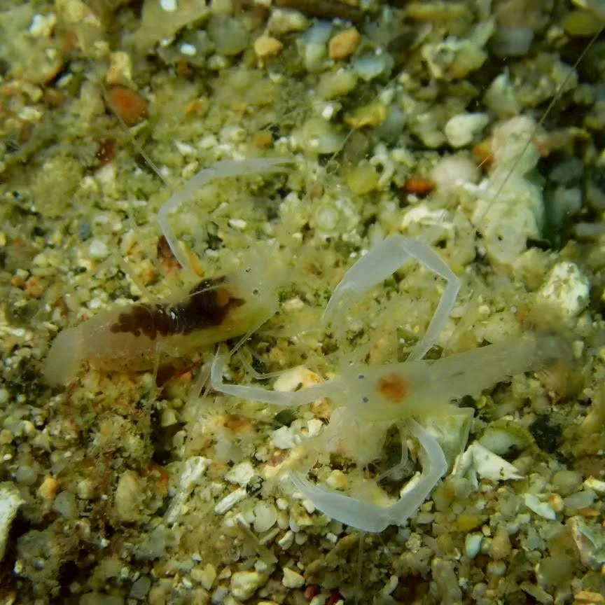 沖縄の海で出会った小さな海の生きもの 63