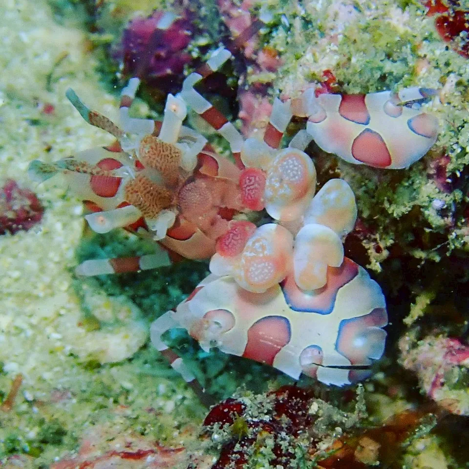 フリソデエビ｜Marine Shipが沖縄の海で撮影