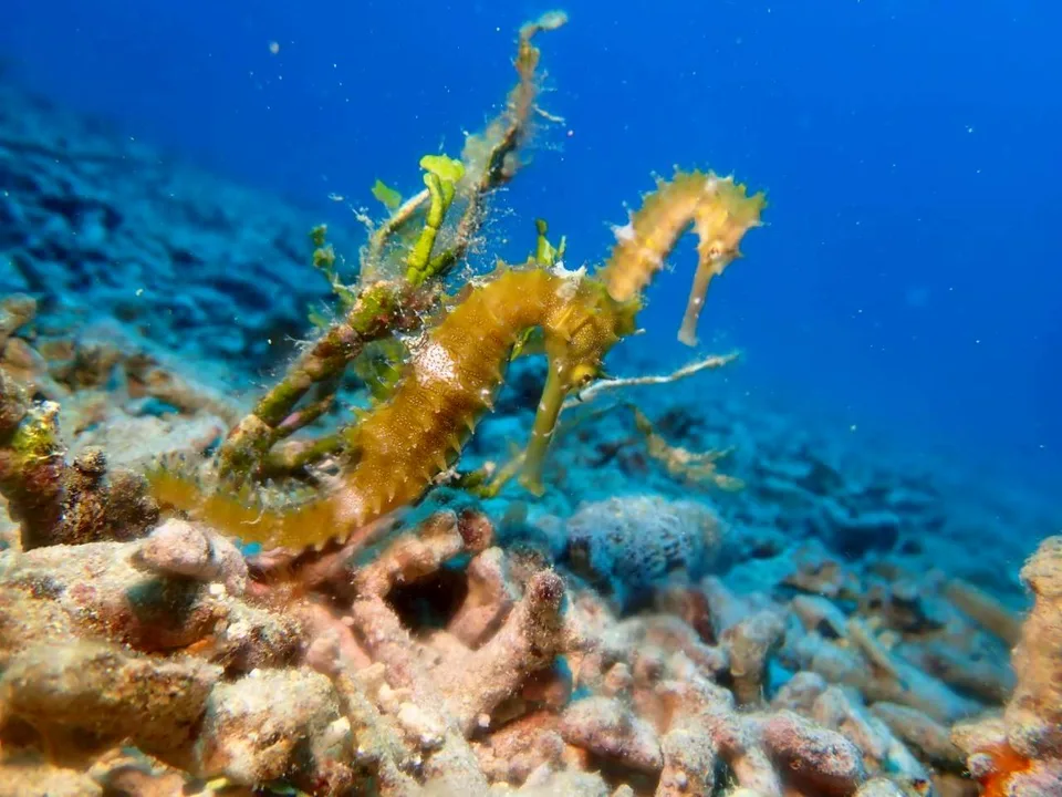 タツノオトシゴの仲間｜Marine Shipが沖縄の海で撮影