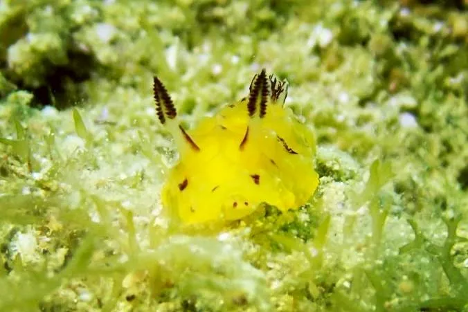 沖縄の海で出会った小さな海の生きもの 70