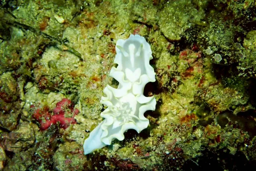 沖縄の海で出会ったウミウシ 71