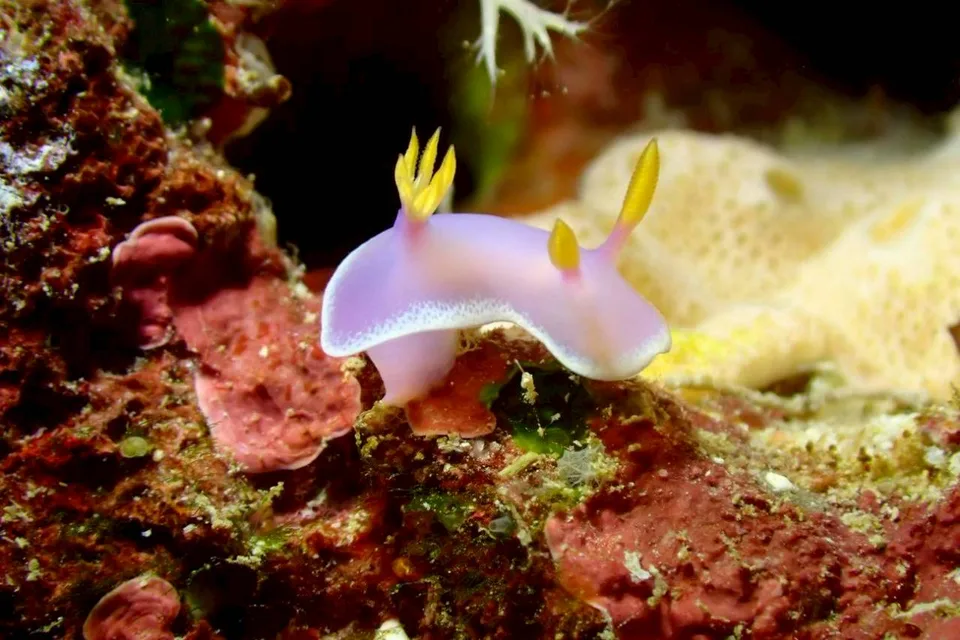 沖縄の海で出会ったウミウシ 72