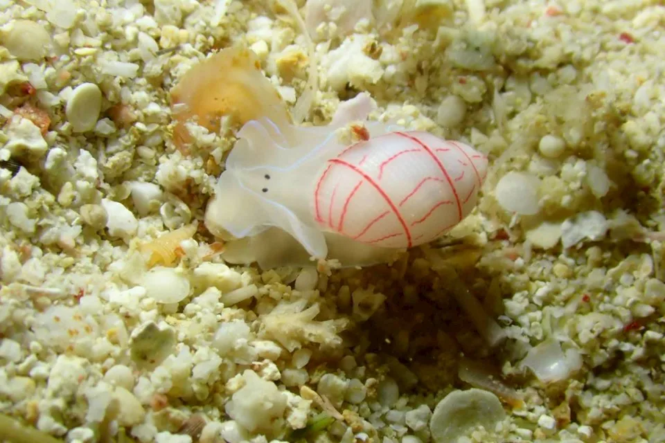 沖縄の海で出会ったウミウシ 73