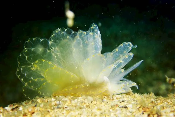 沖縄の海で出会ったウミウシ 74