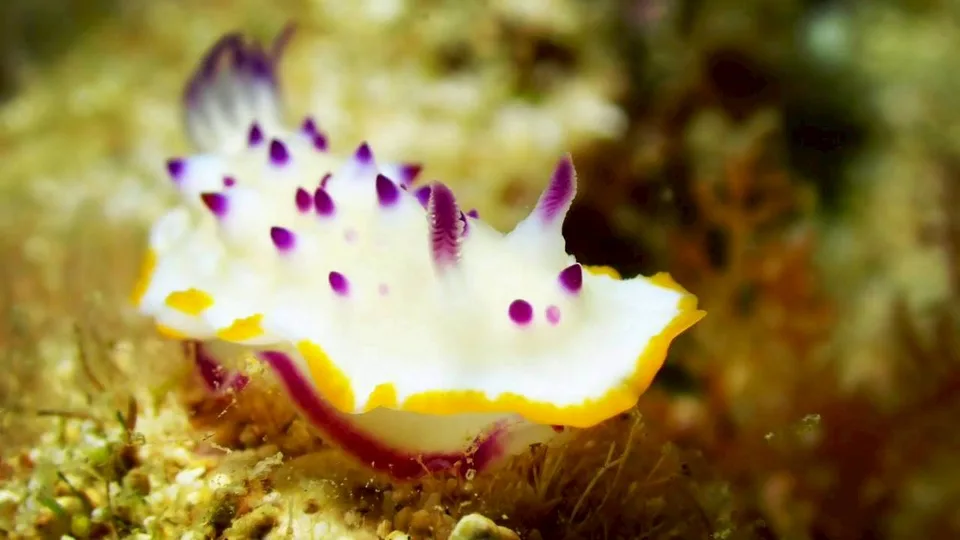 沖縄の海で出会ったウミウシ 75