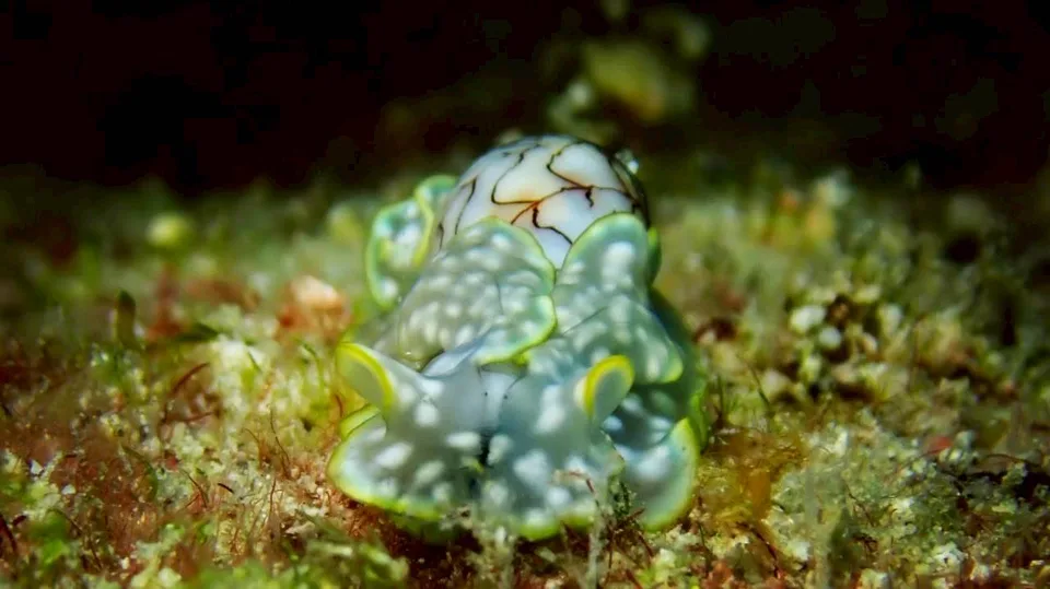 沖縄の海で出会ったウミウシ 76