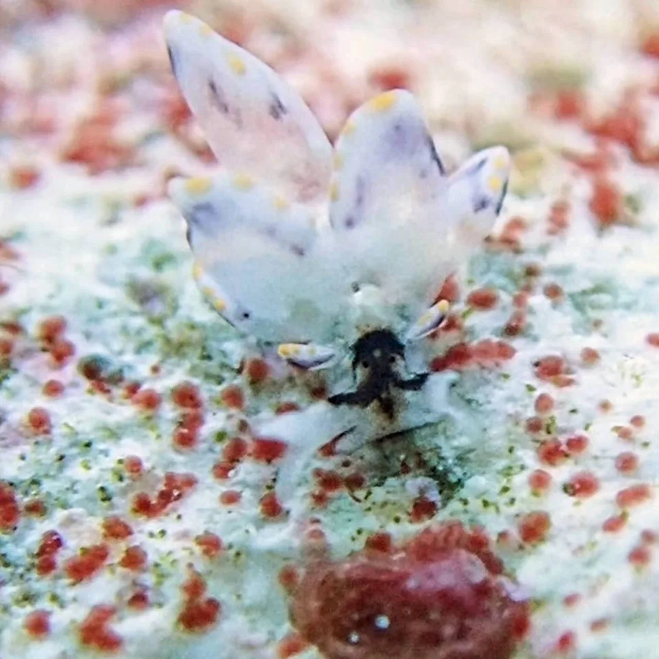 沖縄の海で出会ったウミウシ 79