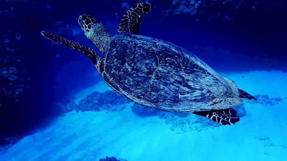 ウミガメ｜Marine Shipが沖縄の海で撮影