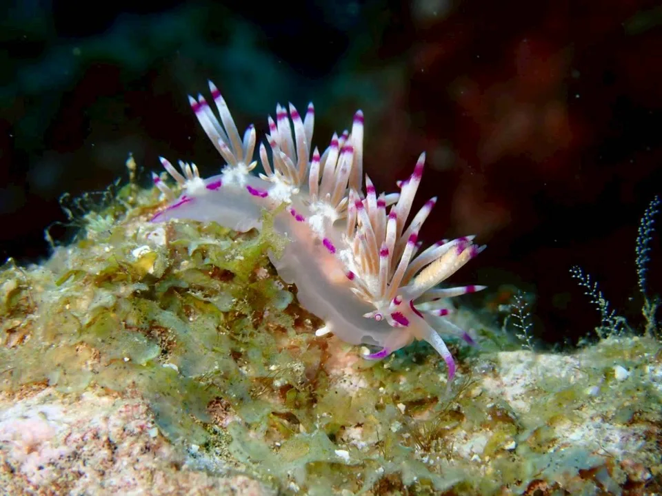 沖縄の海で出会ったウミウシ 81