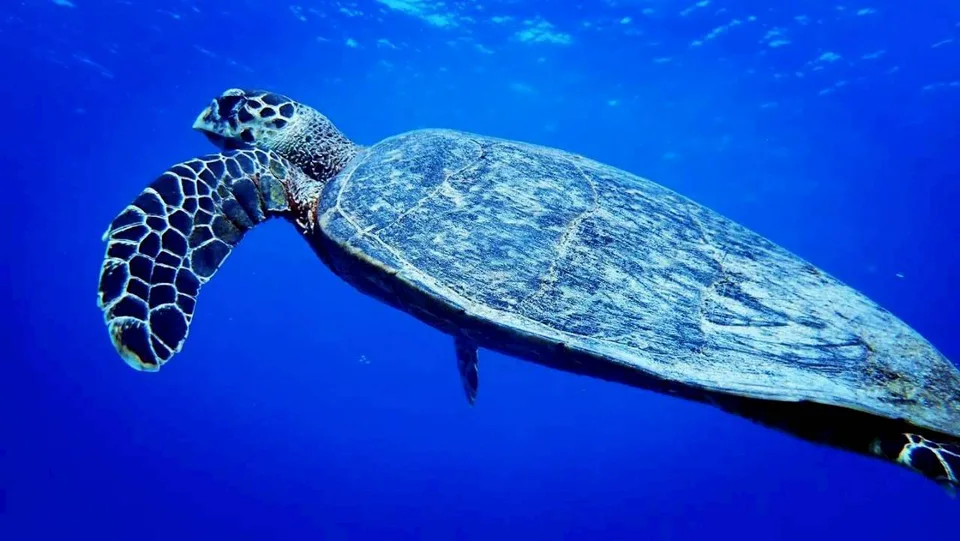 ウミガメ｜Marine Shipが沖縄の海で撮影