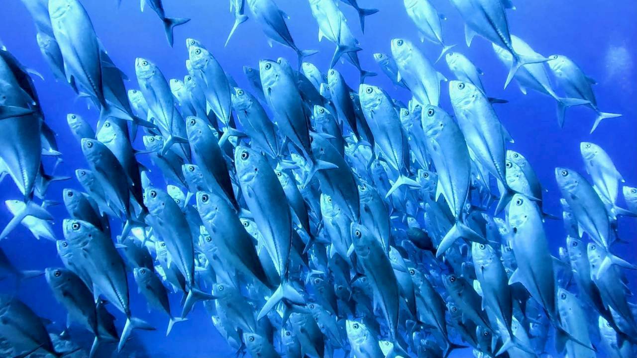 洞窟の魚群