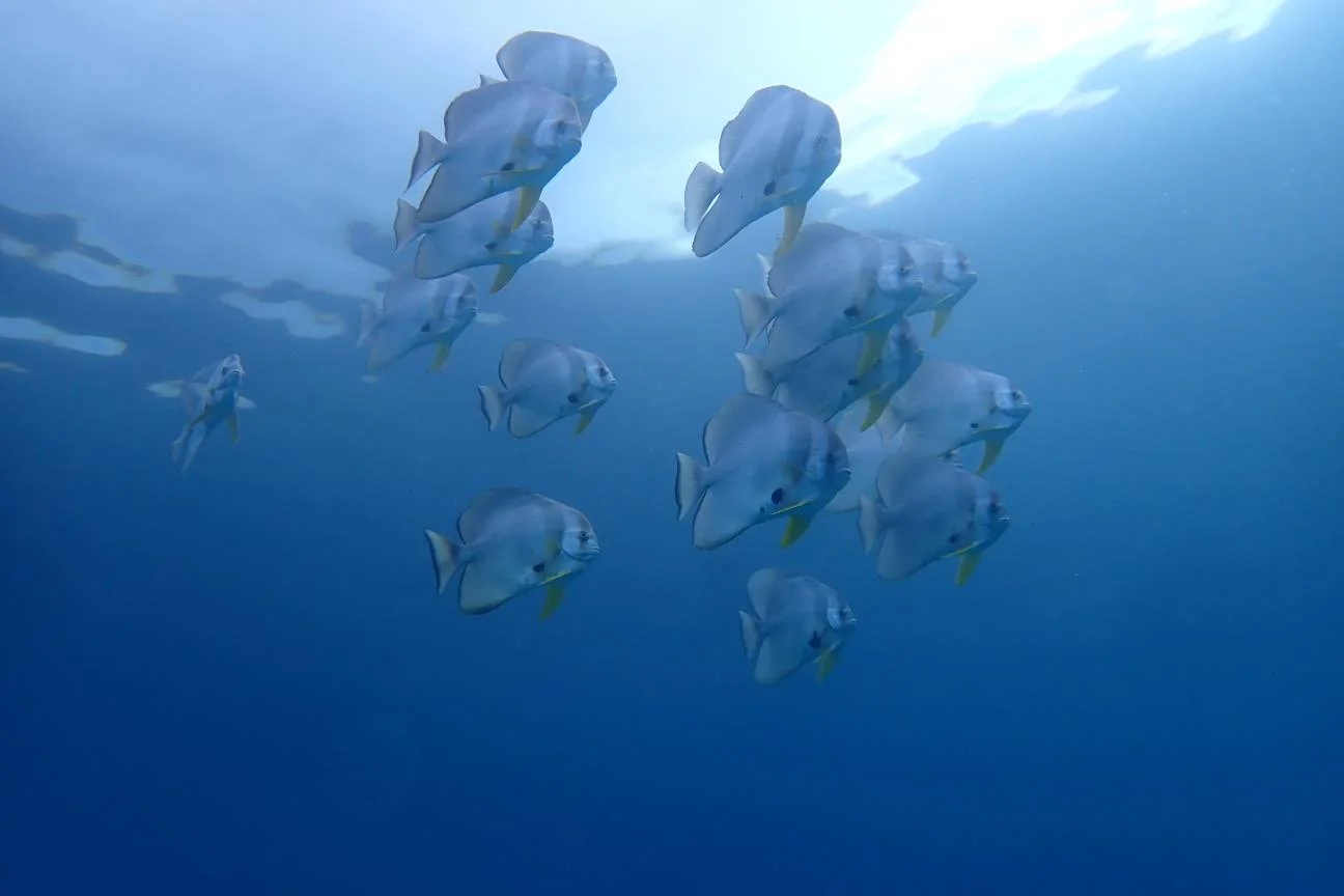 万座クロスラインの青い海を泳ぐツバメウオの群れ