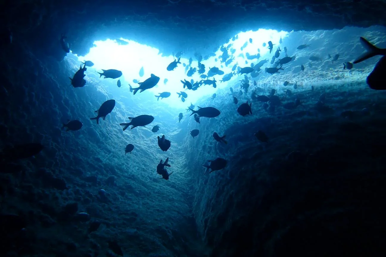 万座ホーシューの切り立つ岩礁と中層を泳ぐ魚の群れ
