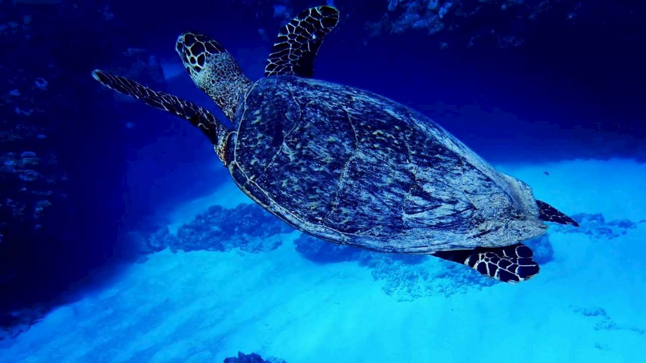ウミガメ