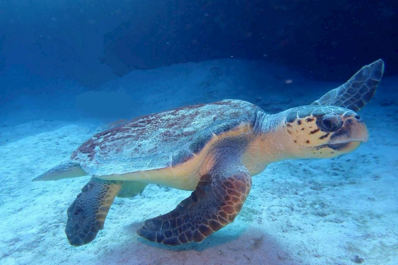 ウミガメ