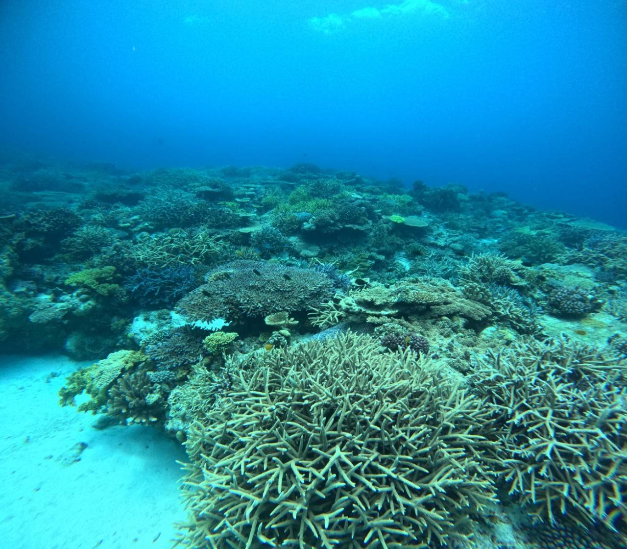 宜野湾沖の浅いサンゴ群生